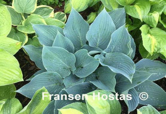 Hosta Summer Squall